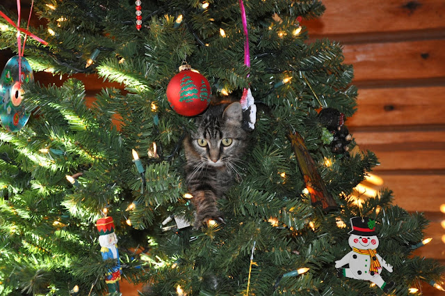 Charlie the kitten in the Christmas tree