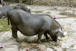   meishan pig, meishan pig for sale, meishan pig size, meishan pig weight, meishan pig facts, meishan pig meat, meishan pig color, taihu pig, meishan pork