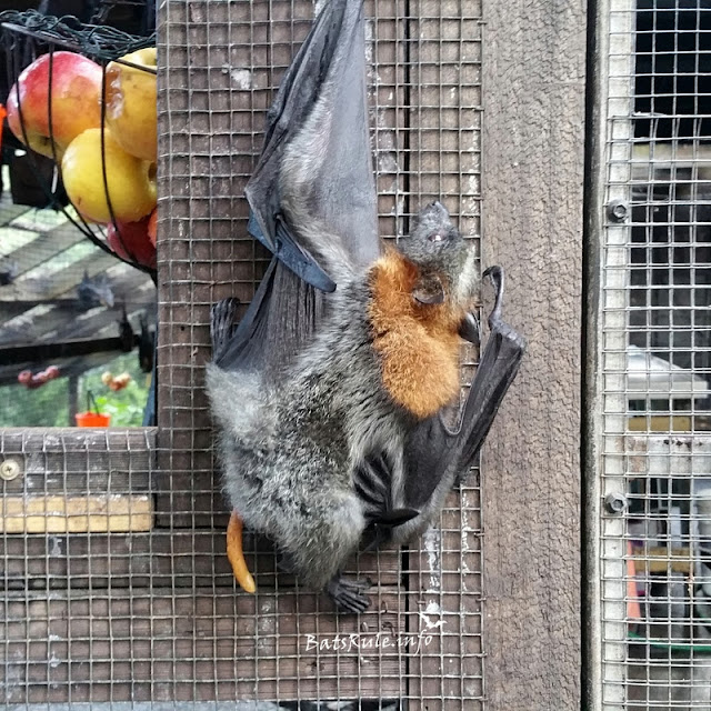 Megabat Flying-fox Fruit bat pooing
