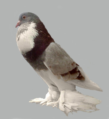 Ghent Cropper Pigeon