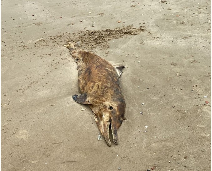Banhistas encontram golfinho morto em praia de Salvador; animal estava em decomposição