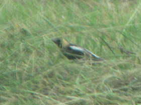 bobolink