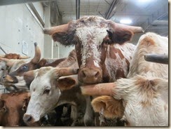 cows looking at us