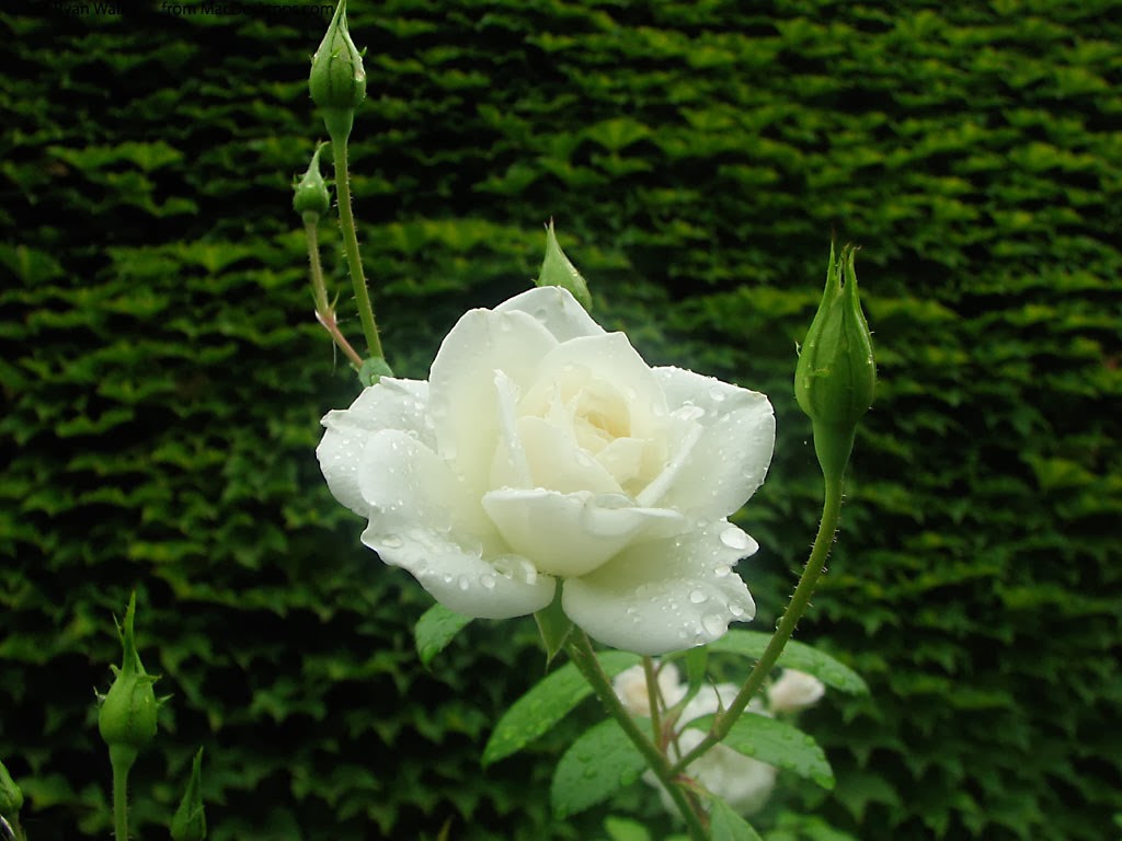  Gambar  Bunga  Putih yang Cantik Topik Pedia