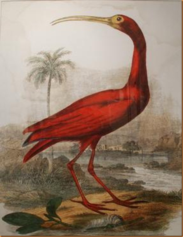 ibis