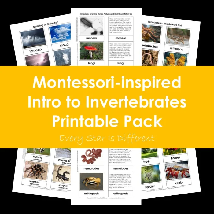 Montessori-inspired intro to invertebrates printable pack