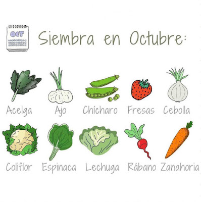 Siembra en octubre (hemisferio sur) y profundidad de las macetas