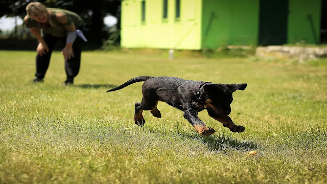 Playing puppy