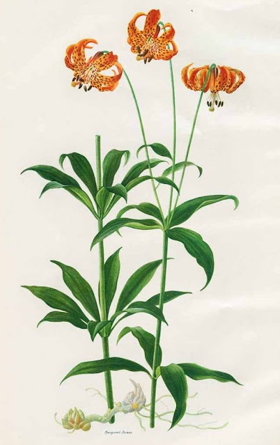 Лилия мичиганская (Lilium michiganense)