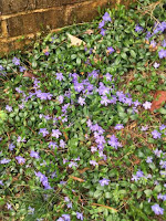 Vinca minor on hillside