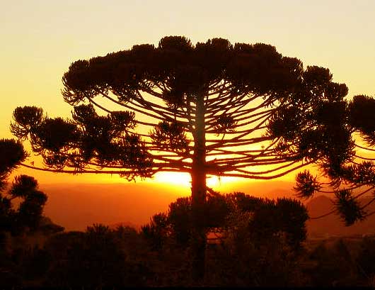 Araucária - a árvore mais conhecida de Campos do Jordão