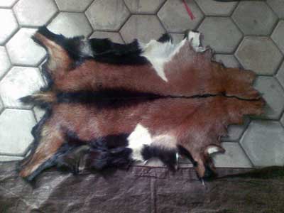 Bsapi Jual Kulit Kambing goathide 