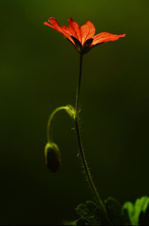 flower, nature photography