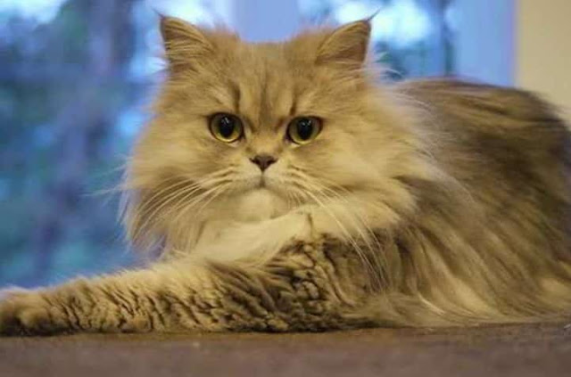 persian cat medium