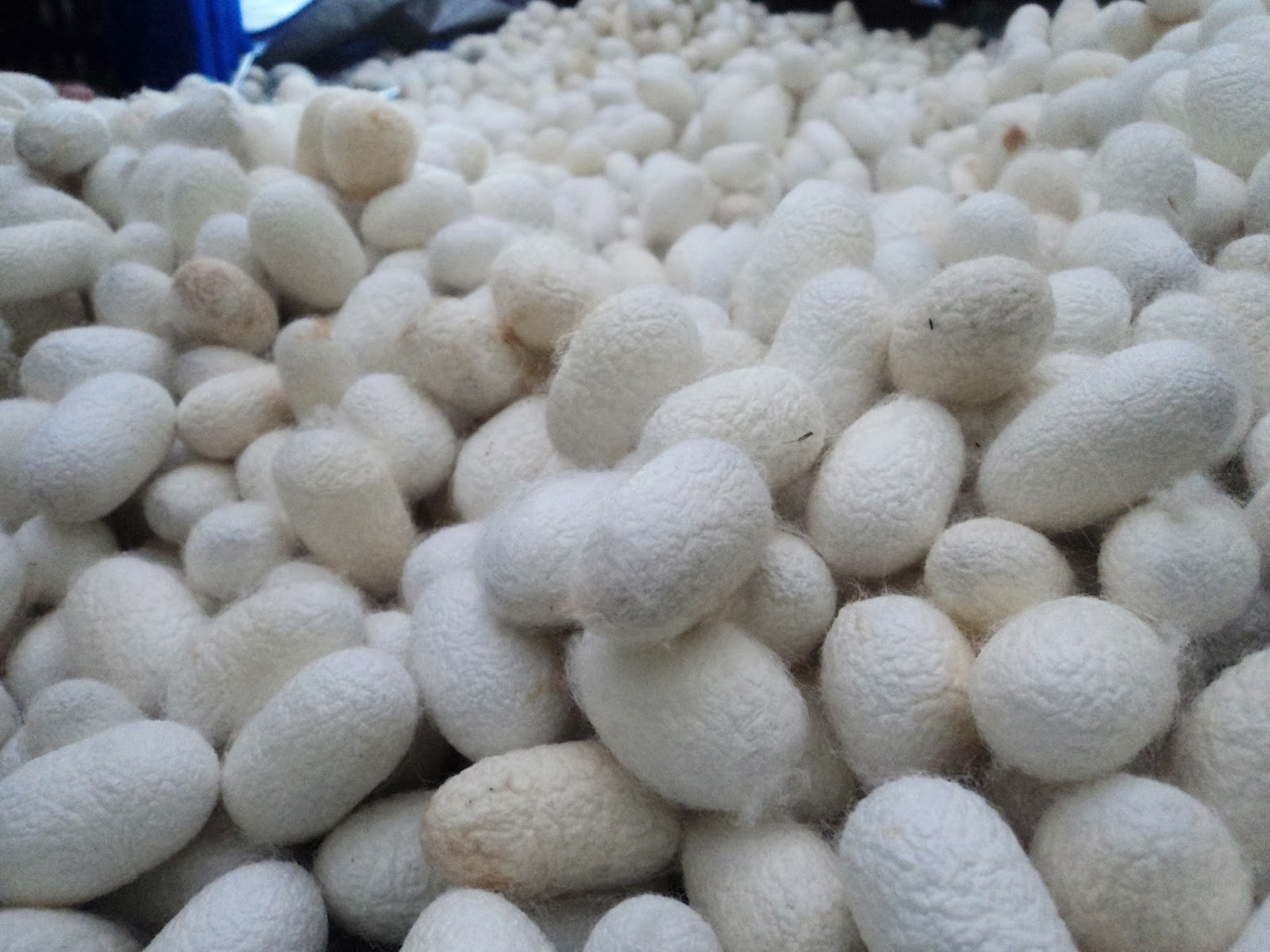 Natural Silk Agribusiness Kokon Ulat Sutera 