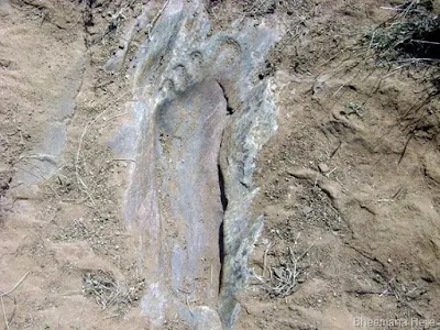 Nephilim Giants and their huge ancient footprints have set in stone.