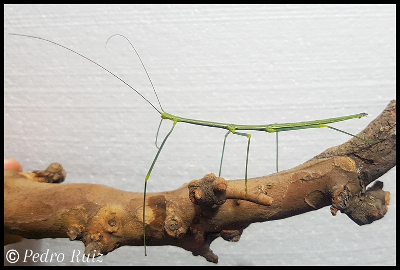 Ninfa macho L5 de Lonchodiodes sp. "Ilocos", 7,5 cm de longitud