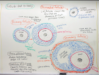 Primordial and primary follicle