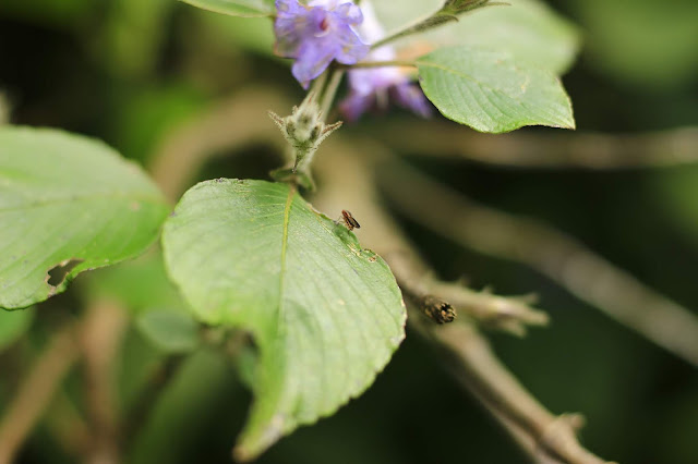 Neelakurinji