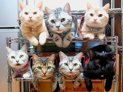 Way to Store and Organize Your Cats Seen On www.coolpicturegallery.net
