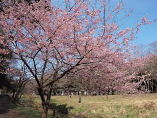 桜 満開 2017, 桜 開花 2016, 東京 桜 名所, 桜 開花予想 2017 京都, 桜 開花予想 2017 東京, 桜開花情報, 桜 2017, 桜 開花から満開まで, 桜前線 2017, 桜 開花予想 2017 大阪, 沖縄 桜 開花状況,桜 開花, 桜 満開 2017, 桜 開花予想 京都, 桜 開花予想 2017 京都, 桜開花宣言 みしろん, 桜 開花予想 大阪, 桜 開花予想 2017 東京, 桜 開花から満開まで, mankai開花宣言, mankai開花宣言 歌詞, 桜 開花情報