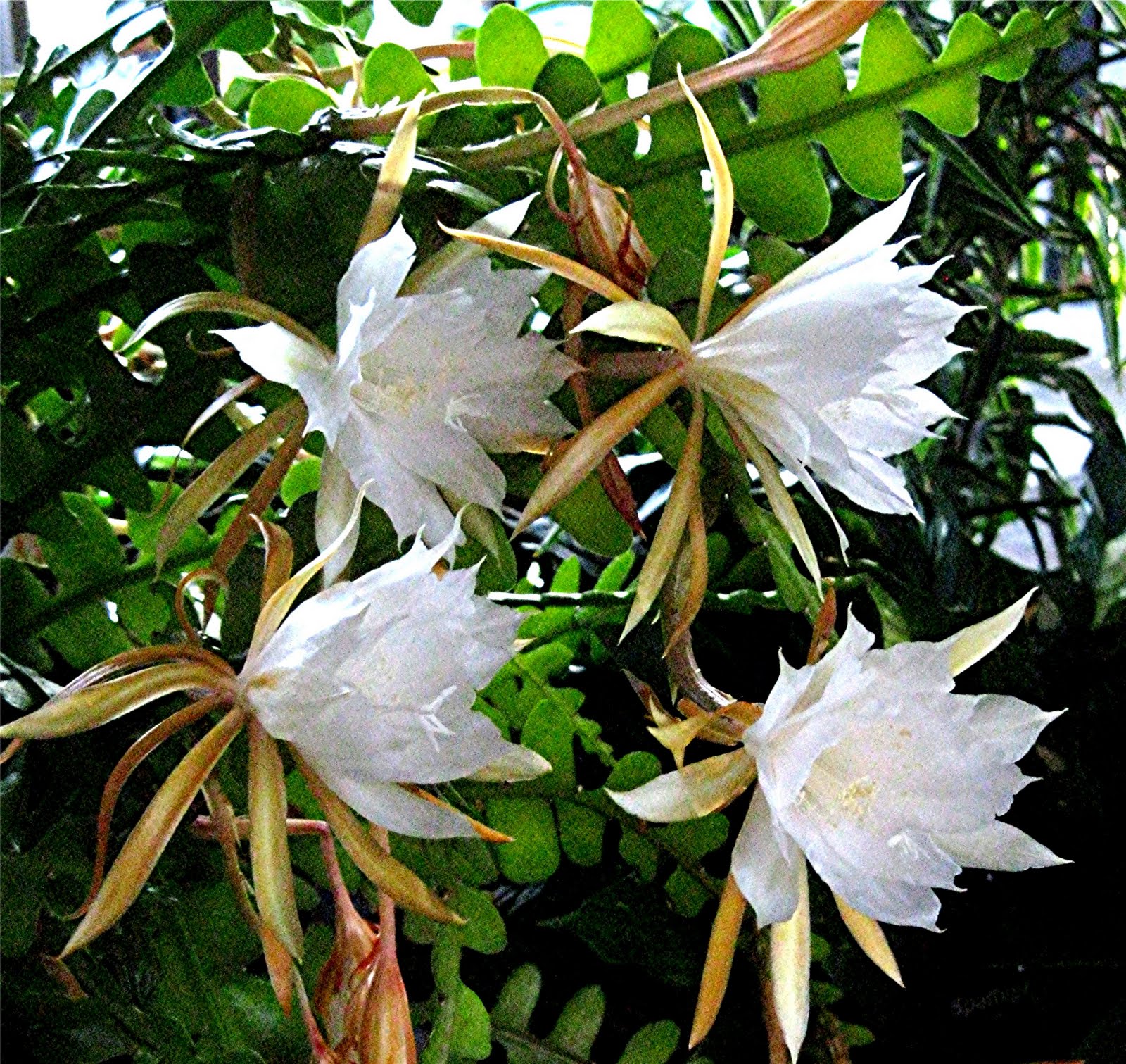 gambar bunga  wijayakusuma XTRA TWO