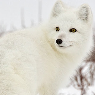 The Beauty of White/Arctic Fox 