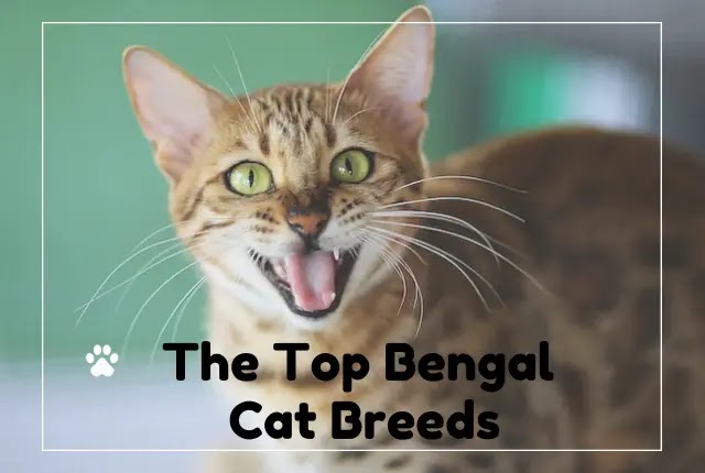 The Top Bengal Cat Breeds: A Comprehensive Guide