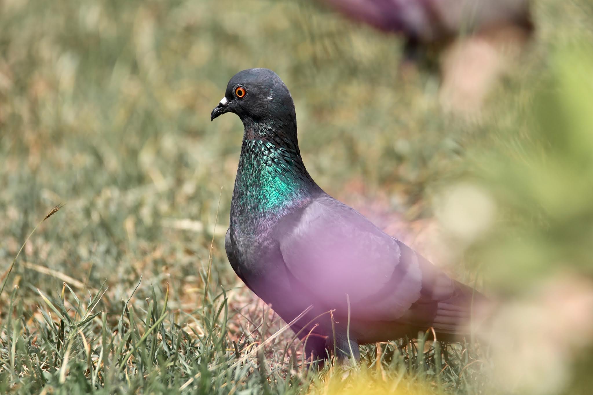 Rock Pigeons high resolution large images free