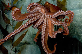 pacific-octopus Wallpapers