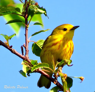 Yellow warbler, Homestead Trail, PEI - by Roberta Palmer, June 2015