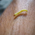 little worm