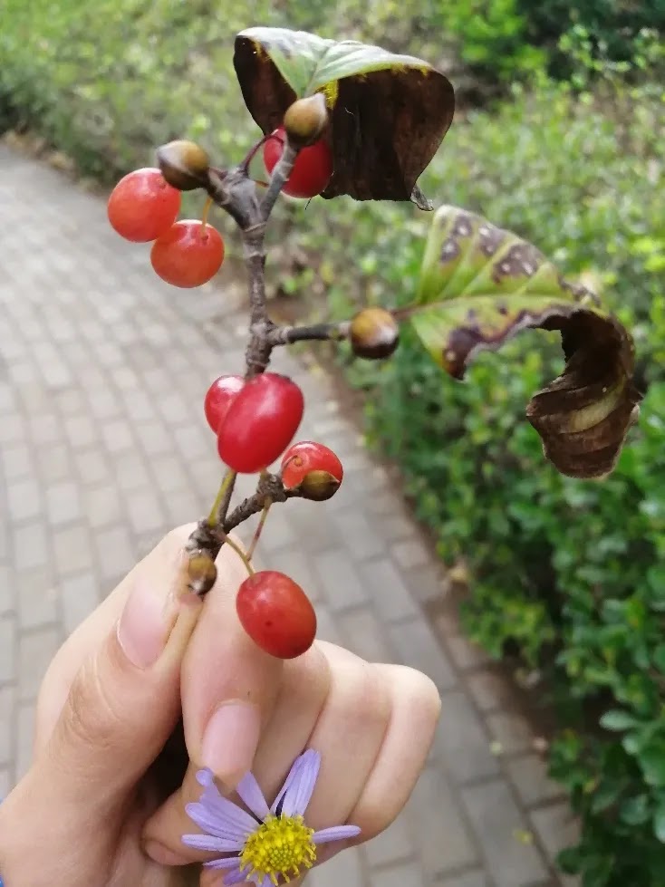 我的天空 一切都从王维诗 九月九忆山东兄弟 开始 附 茱萸药用价值与传说故事 我的天空 一切都从王维诗 九月九忆山东兄弟 开始 附 茱萸药用价值与传说故事