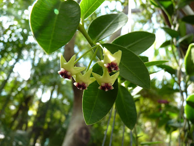 Hoya cumingiana - Bush hoya care and culture