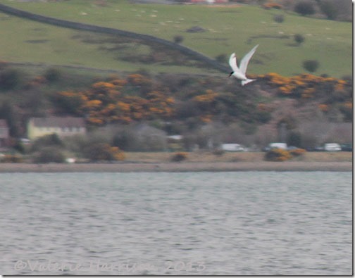 sandwich-tern