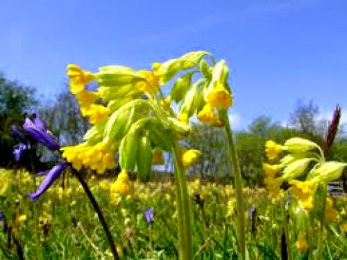 Norse Shamanism And Herbalism