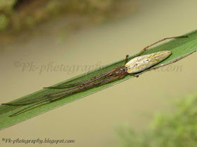 Long Jawed Spider