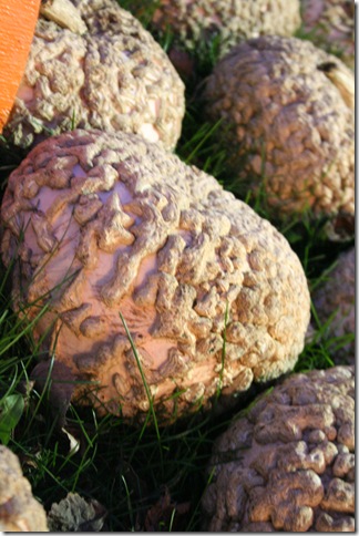 PumpkinPicking2009-21