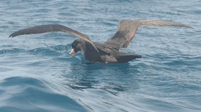 Parkinson's Petrel (Procellaria parkinsoni)