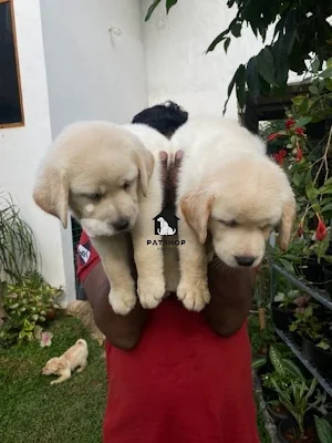 Labrador Puppies - pet shop kegalle