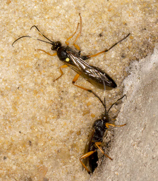 Unidentified Ichneumon Wasp at Combe Bank, 24 February 2013.