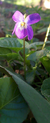 a single violet flower - the most modest of the blossoms