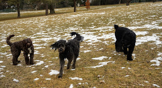 Three dogs playing in Graydon Hall Park Toronto