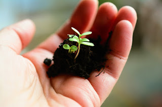 A hand holding a tiny seedling in dirt ready to plant