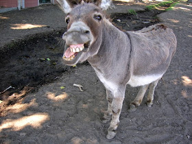 DO NOT BE A DONKEY!  A braying donkey laughs at those who seek to educate us on how to run our blog.
