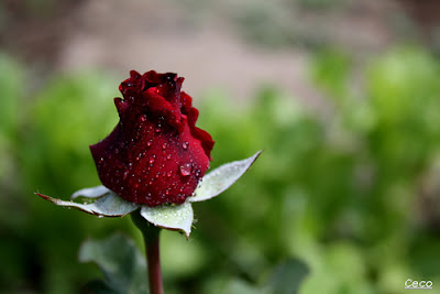 Red Rose 