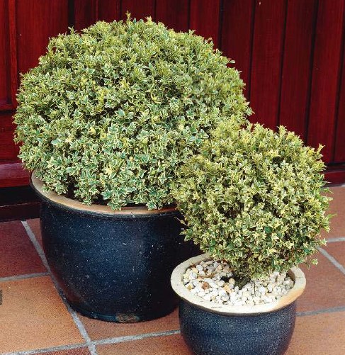 Shrubs in Tubs