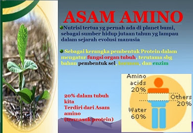 Asam Amino