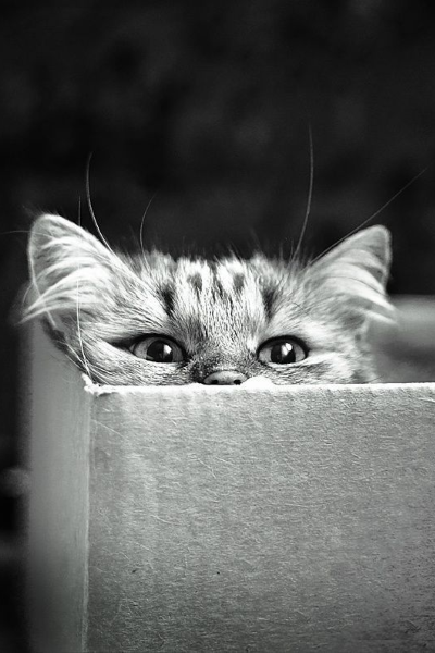 Photographie de chat en noir et blanc