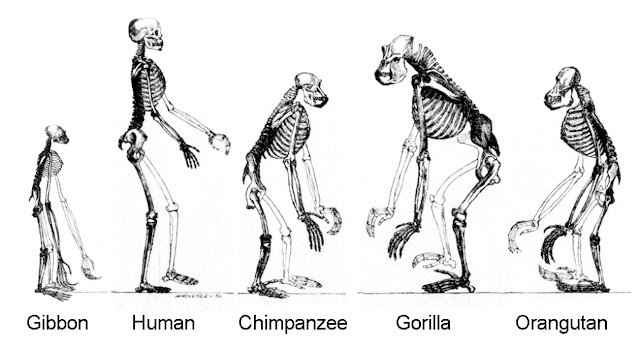 Размер мезга приматов по сравнению с их телом